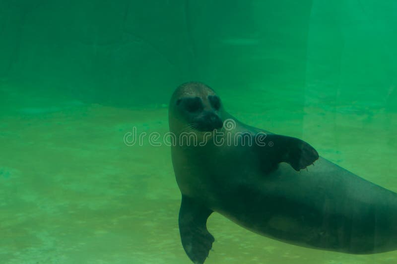 Valbrembo, Lombardia - 16.05.2019: Sea lion is swimming on the back in Le Cornell animal park. The Californian sea lion or stock photos Valbrembo, Lombardia - 16.05.2019: Sea lion is swimming on the back in Le Cornell animal park. The Californian sea lion or stock photos