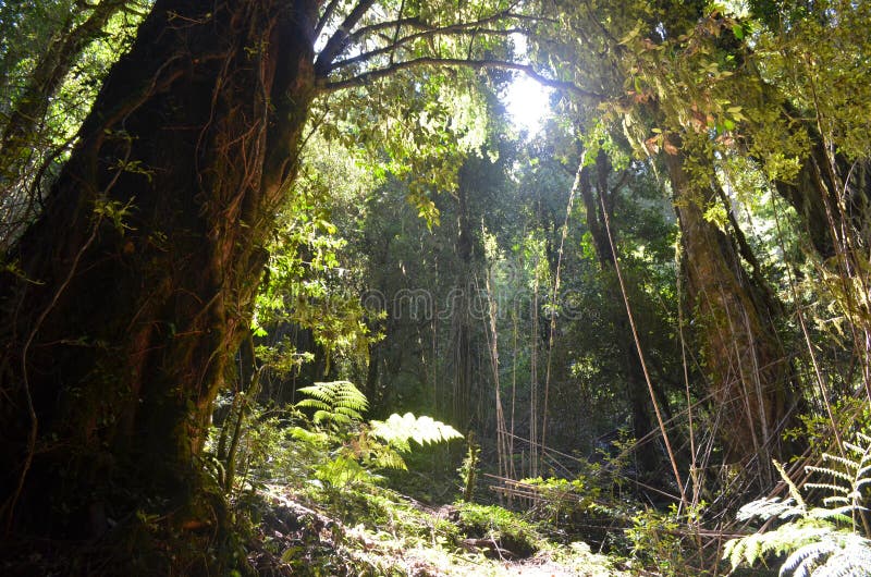 Plants of the Valdivian temperate rainforests in southern Chile Chilean Patagonia