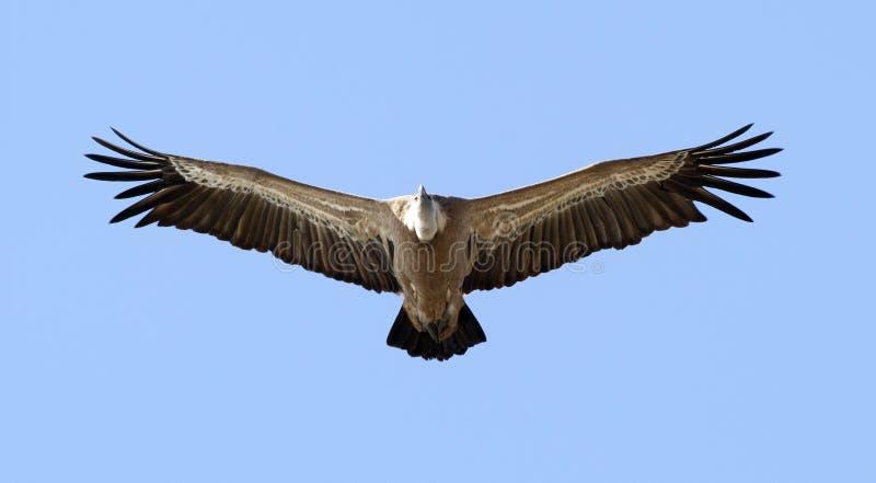 Vale Gier, Griffon Vulture, Gyps il fulvus immagine stock Vale Gier, Griffon Vulture, Gyps il fulvus immagine stock