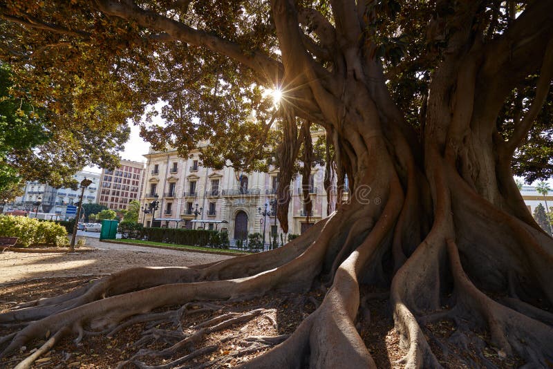 Valencia Glorieta Park Big Ficus Tree Spain Stock Image Image of
