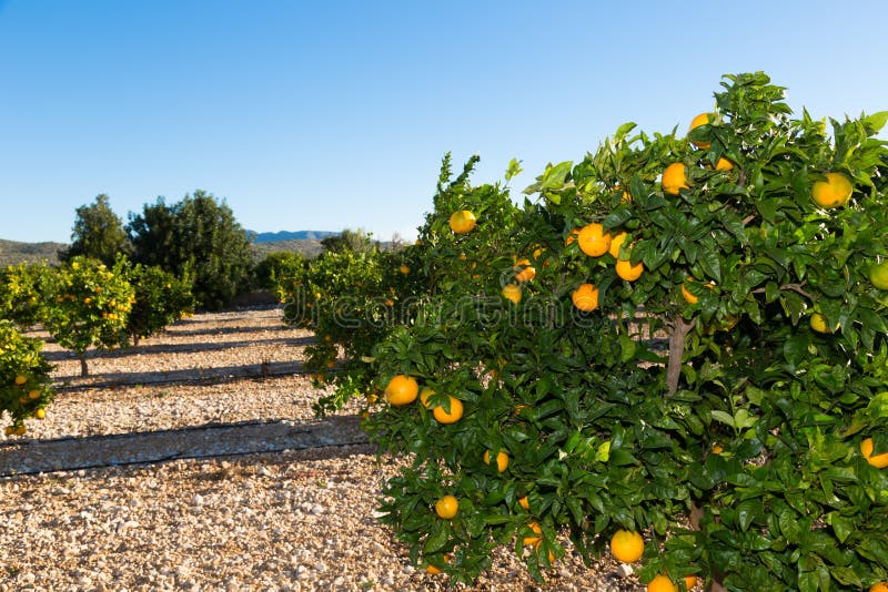 Valencia orange trees stock photo. Image of edible, groceries 35254848
