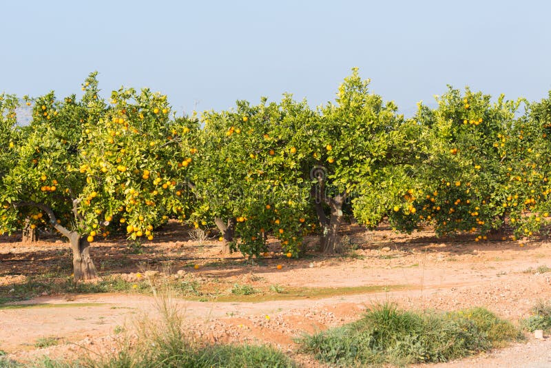Valencia orange trees stock image. Image of grow, orangefruit 64045821