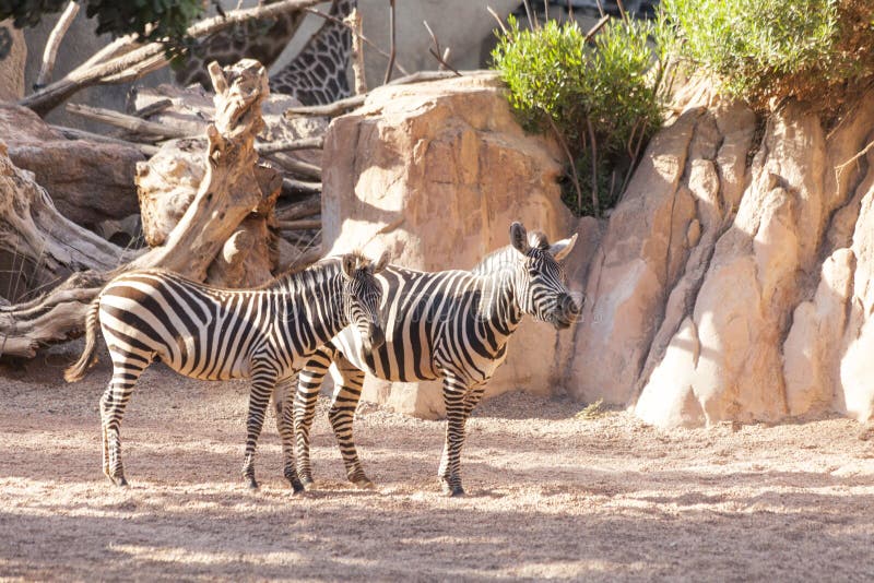 Valencia, Spain,3,6,2014: Zebra at the Bioparc in Valencia