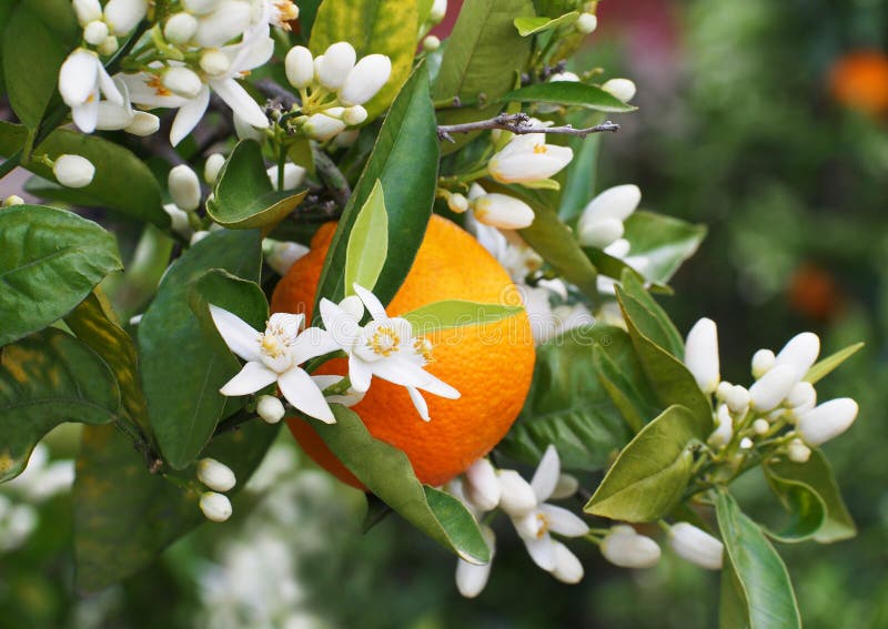 Valencian Orange and Orange Blossoms. Spring. Spain Stock Photo Image