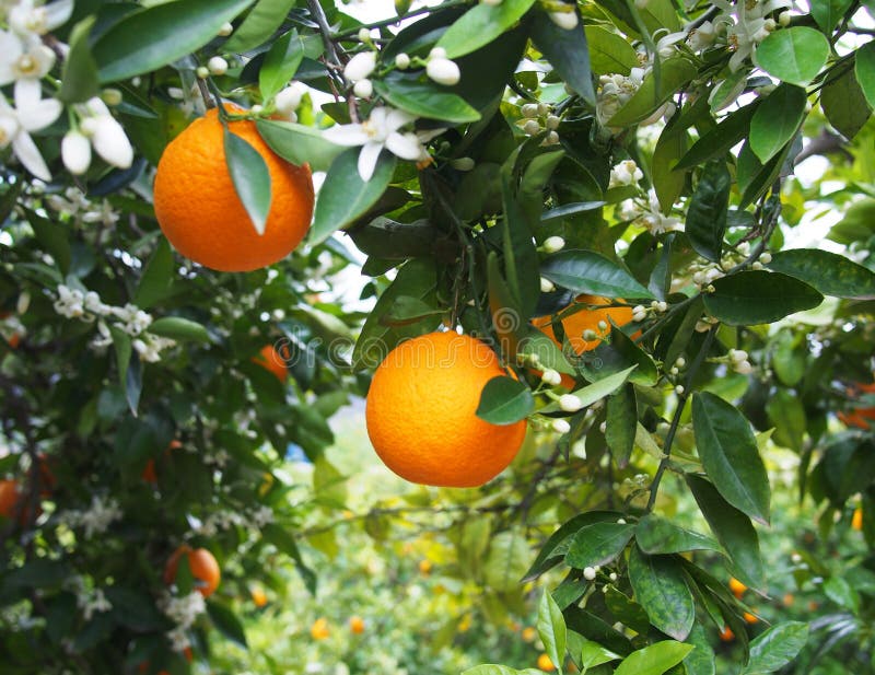 Valencian Orange and Orange Blossoms. Spring. Spain Stock Image Image