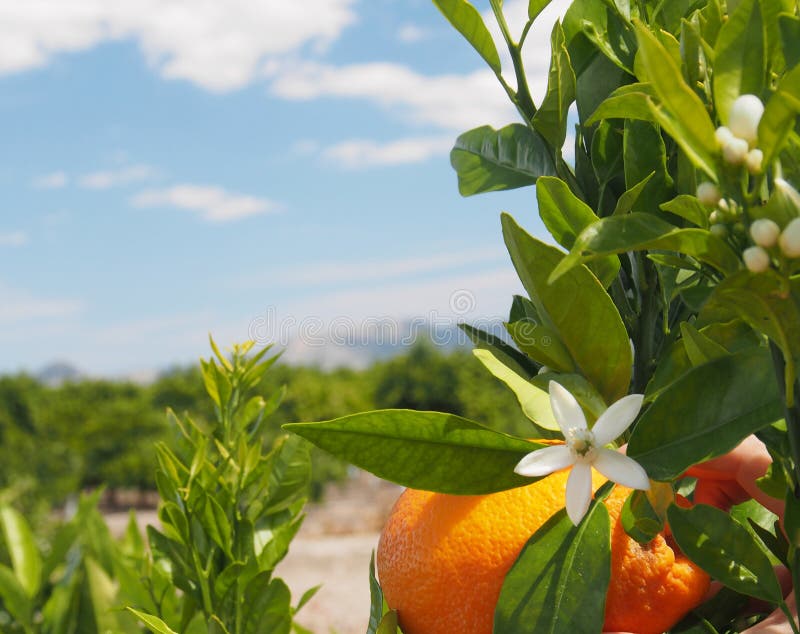107 Valencia Orange Blossoms Stock Photos Free & RoyaltyFree Stock