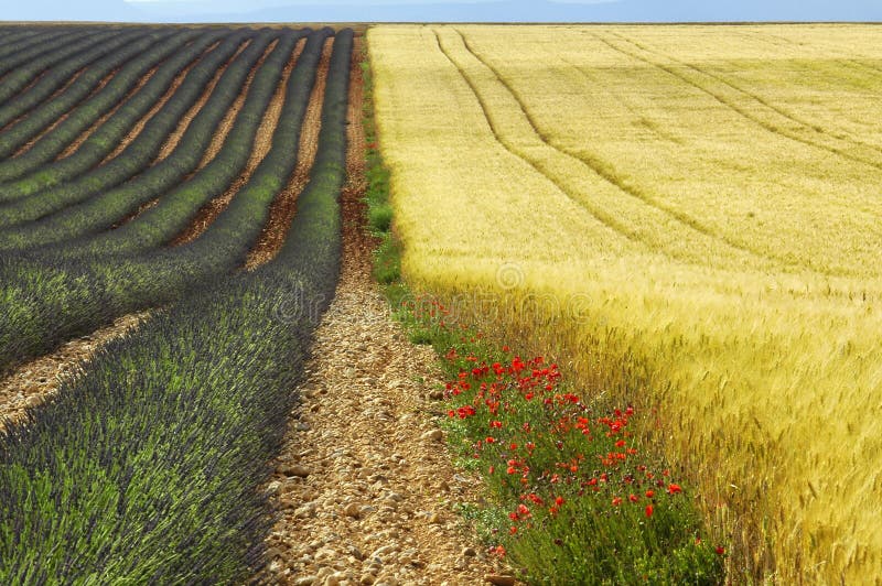 Valensole : champs de lavande images stock Valensole : champs de lavande images stock