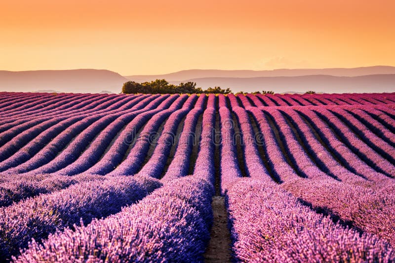 Valensole lavendel i Provence, Frankrike royaltyfri foto Valensole lavendel i Provence, Frankrike royaltyfri foto