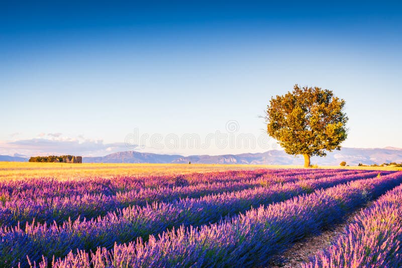 Valensole-Lavendel in Provence, Frankreich lizenzfreie stockfotos Valensole-Lavendel in Provence, Frankreich lizenzfreie stockfotos