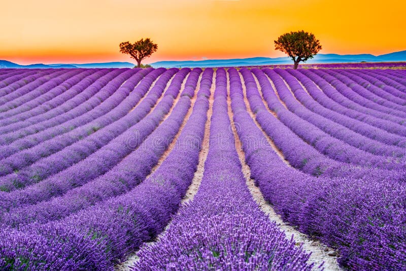 Valensole-Lavendel in Provence, Frankreich stockfotografie Valensole-Lavendel in Provence, Frankreich stockfotografie