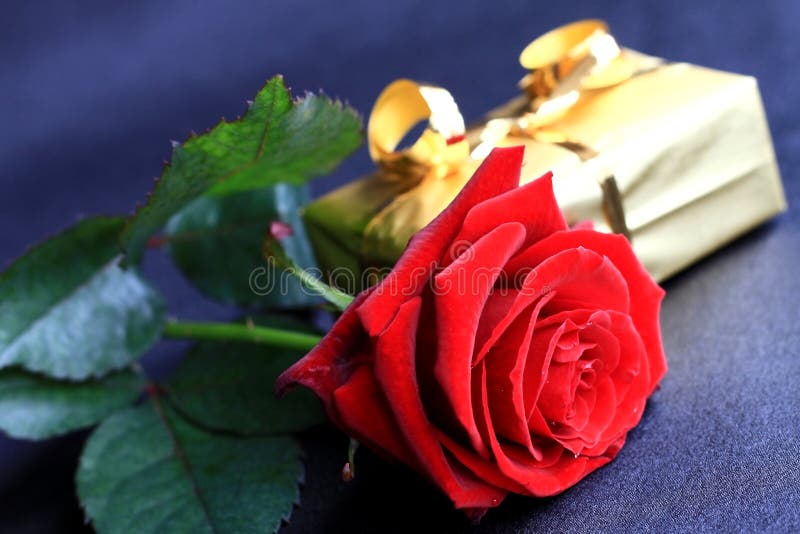 Image of a red rose on a blue background. Image of a red rose on a blue background