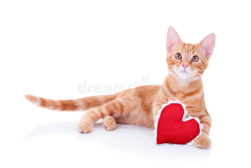 A valentine cat with heart
