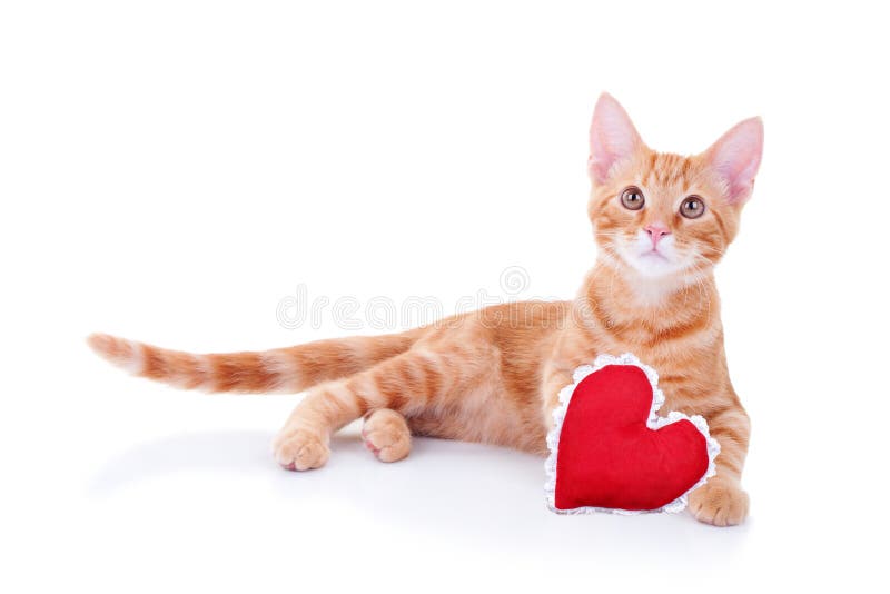 Valentine Cat