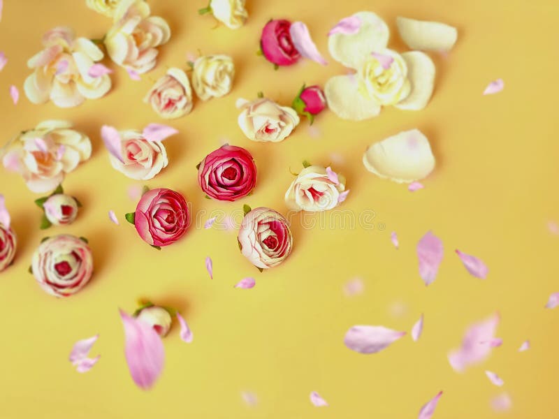 Beautiful Pink white roses bouquet on yellow floral background copy space happy romantic wishes quotes text for Valentine , w stock photos Beautiful Pink white roses bouquet on yellow floral background copy space happy romantic wishes quotes text for Valentine , w stock photos
