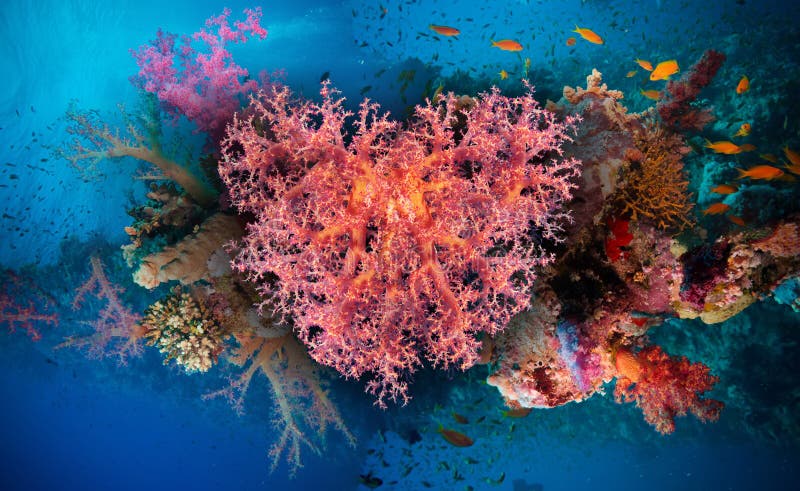 Valentine heart made of corals (Dendronephthya hemprichi) royalty free stock photo