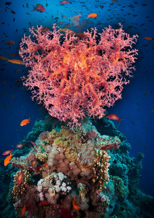 Valentine heart made of corals (Dendronephthya hemprichi) royalty free stock photos