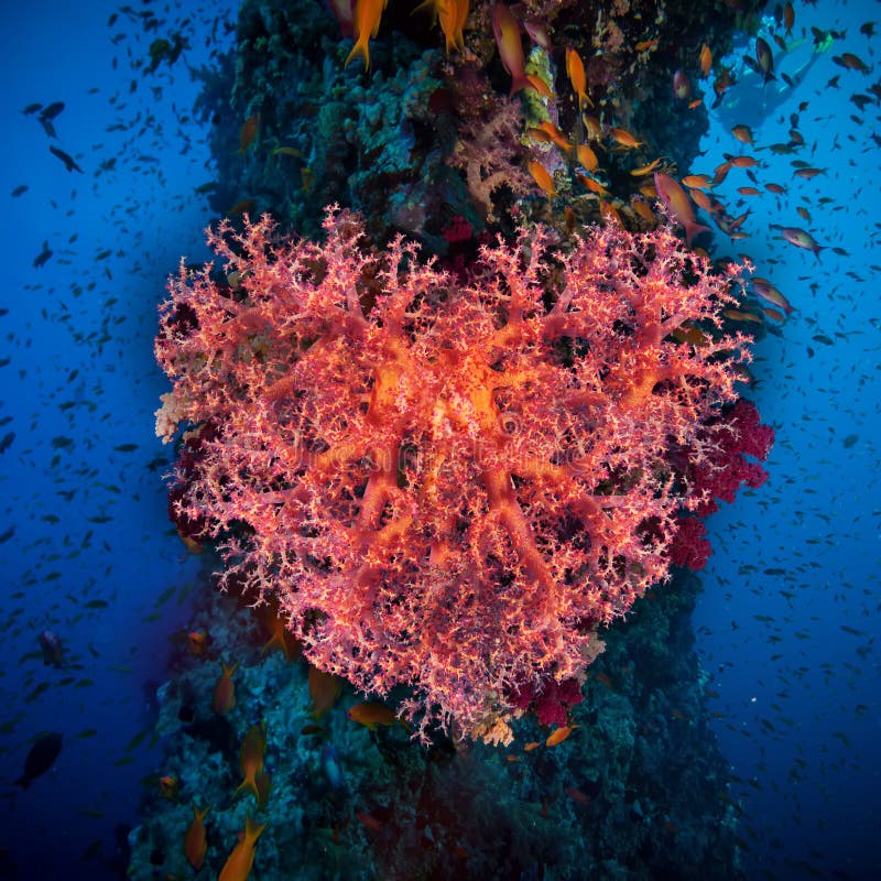 Valentine heart made of corals (Dendronephthya hemprichi) royalty free stock photos