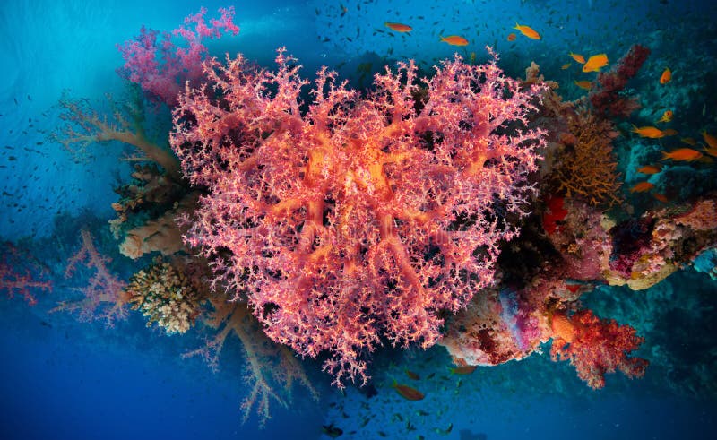 Valentine heart made of corals (Dendronephthya hemprichi) royalty free stock images
