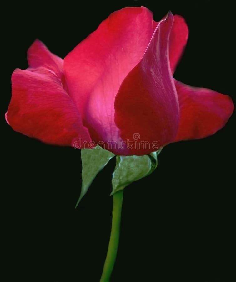valentine red rose stock photo