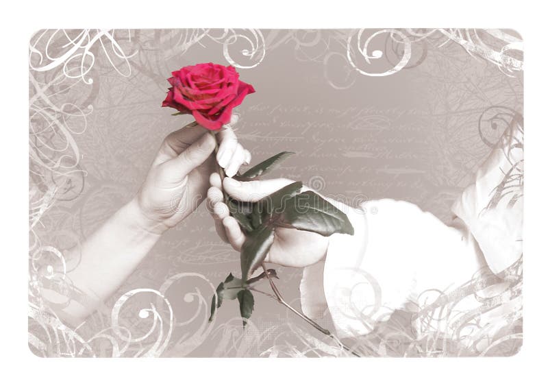 Valentine Rose images stock Valentine Rose images stock