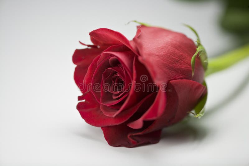 Valentine Rose