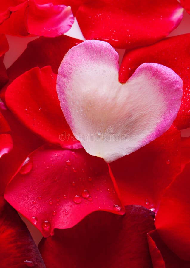 Valentine Rose Petals Heart. Stock Photo Image of romance