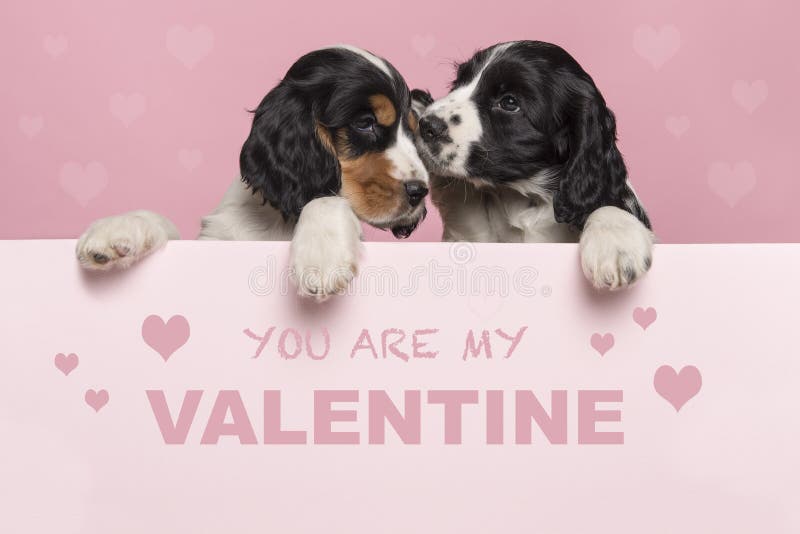 Valentine’s day greeting card with two cuddling Cocker Spaniel puppies hanging over the border of a pastel pink board with text royalty free stock photos Valentine’s day greeting card with two cuddling Cocker Spaniel puppies hanging over the border of a pastel pink board with text royalty free stock photos