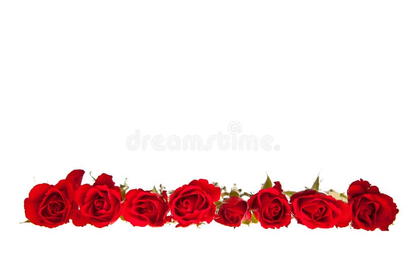 Valentine s day red roses isolated