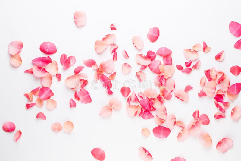Valentine`s Day. Rose flowers petals on white background. Valentines day background. Flat lay, top view, copy space