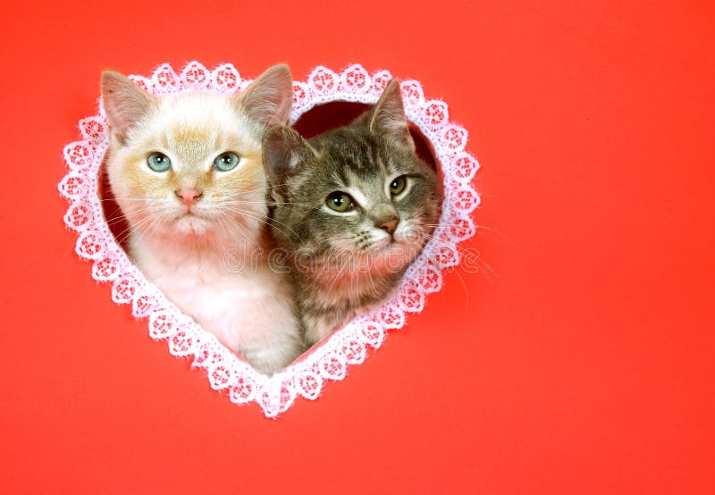 Valentines day kittens with copy space stock image