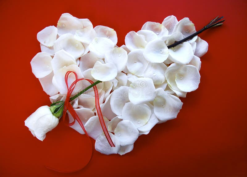 Valentines Day White Heart with Rose Arrow Stock Photo Image of
