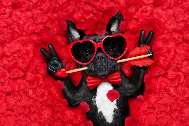 Valentines dog in love stock image Valentines dog in love stock image