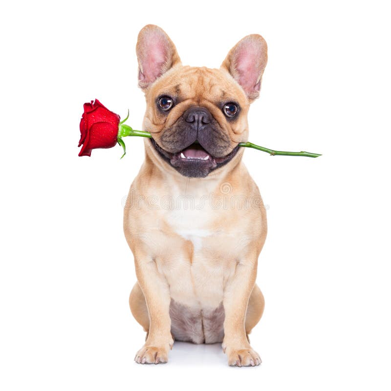 Valentines dog stock photo. Image of holiday, mouth, cute - 48111684