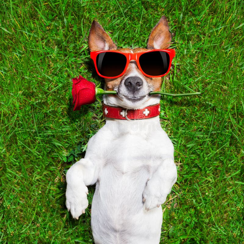 Valentines dog. Dog with a red rose in his mouth falling in love royalty free stock photo Valentines dog. Dog with a red rose in his mouth falling in love royalty free stock photo