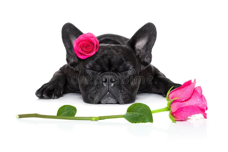 Valentines love sick dog stock photo. Image of cute, friend - 63684336