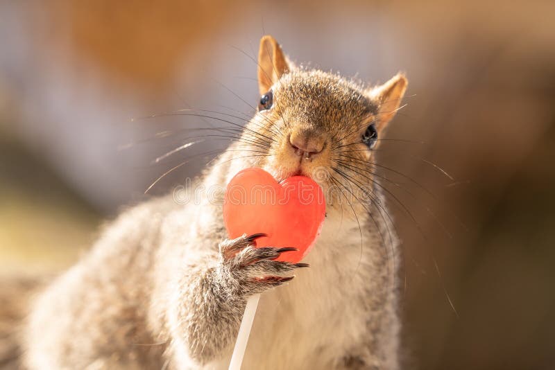 Valentine`s Day Squirrel Eating a Lollipop