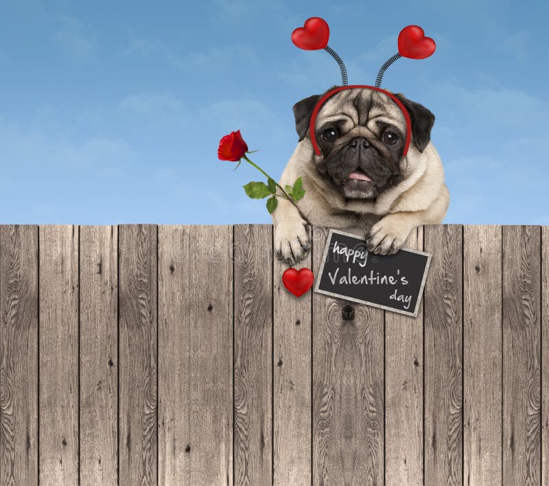 Valentinsgrußtagpughund mit Herzen Diadem und Rose, hängend am Bretterzaun lizenzfreies stockfoto Valentinsgrußtagpughund mit Herzen Diadem und Rose, hängend am Bretterzaun lizenzfreies stockfoto