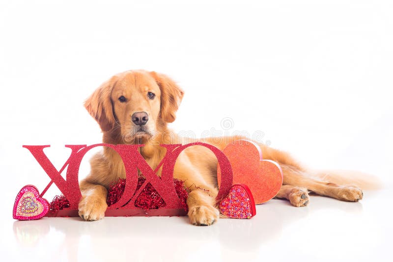ValentinstagHund stockbild. Bild von romantisch, umarmung 48535665