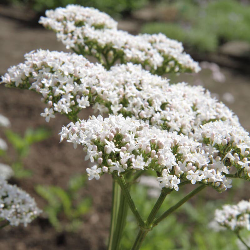 Valerian