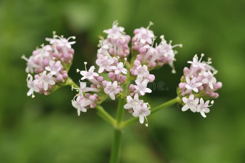 Valeriana Común - Officinalis Del Valeriana Imagen de archivo - Imagen de  salvaje, wildflower: 12736193