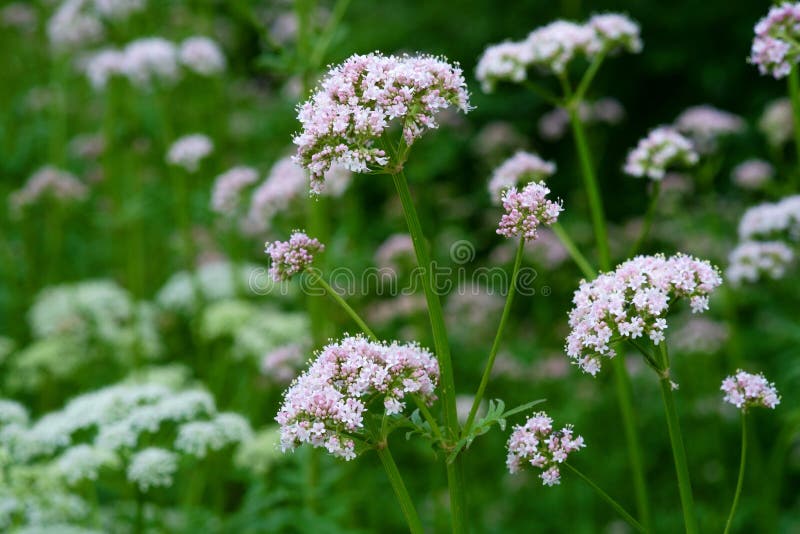 Valeriana común floreciente fotografía de archivo libre de regalías Valeriana común floreciente fotografía de archivo libre de regalías