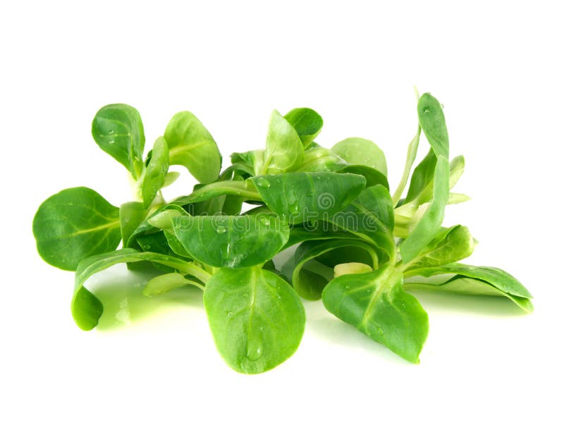  , maíz dulce ensalada, corderos ensalada en blanco (Agua gotas) 