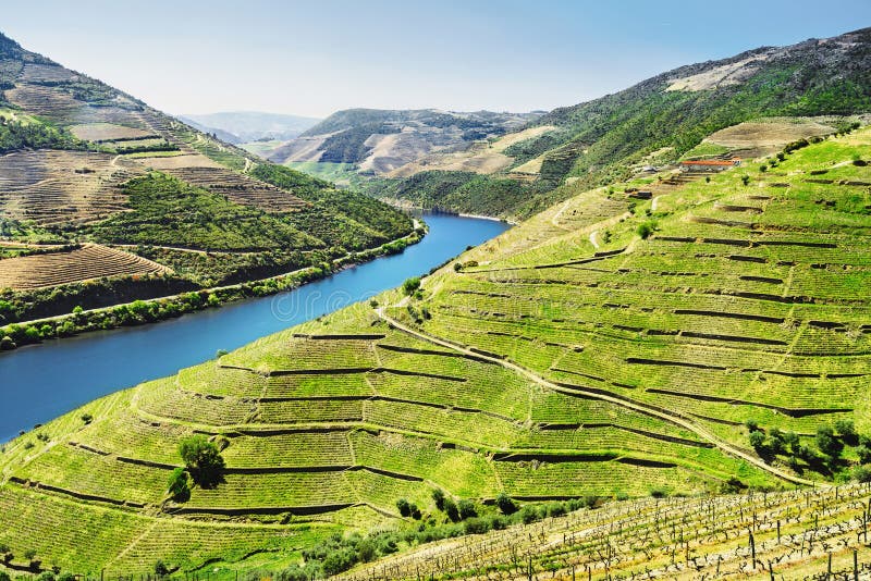 Vall?e de Douro Vignobles et paysage pr?s de ville de Pinhao, Portugal images stock Vall?e de Douro Vignobles et paysage pr?s de ville de Pinhao, Portugal images stock