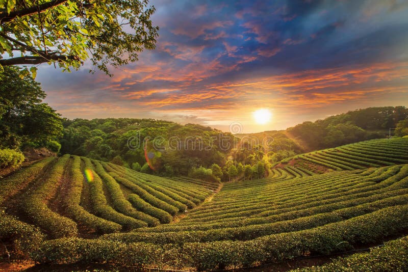 Valle de la plantación de té en el cielo rosado dramático de la puesta del sol en Taiwán fotografía de archivo Valle de la plantación de té en el cielo rosado dramático de la puesta del sol en Taiwán fotografía de archivo