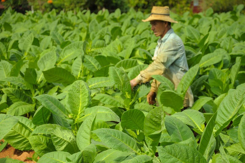 Valle de Vinales, CUBA - JANUARY 19, 2013: Man working on Cuba stock photography Valle de Vinales, CUBA - JANUARY 19, 2013: Man working on Cuba stock photography