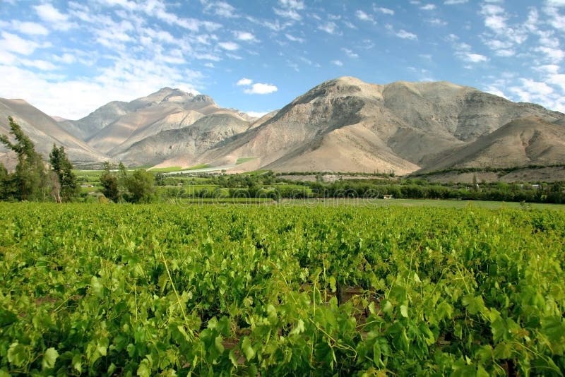 Valle del Elqui vineyard