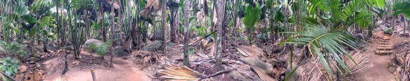 Vallee de Mai Natural Reserve, den Praslin panoramautsikten av gömma i handflatan fo royaltyfria bilder Vallee de Mai Natural Reserve, den Praslin panoramautsikten av gömma i handflatan fo royaltyfria bilder