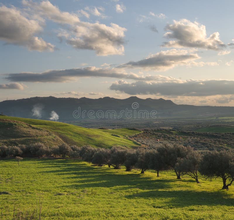 Valley cultivated with olive trees at sunset