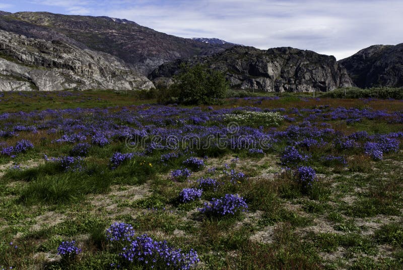 Valley of Flowers. Greenland Stock Image Image of colorful, meadow