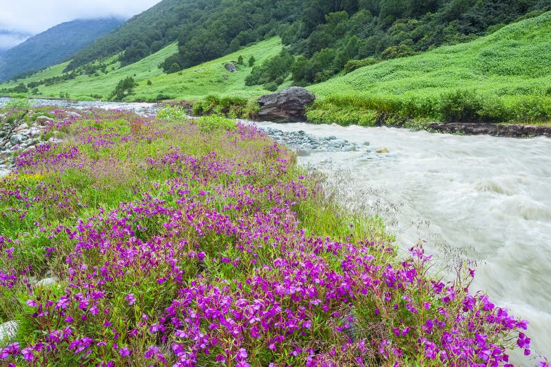 1,999 Valley Flowers India Stock Photos - Free & Royalty-Free Stock Photos from Dreamstime 1,999 Valley Flowers India Stock Photos - Free & Royalty-Free Stock Photos from Dreamstime